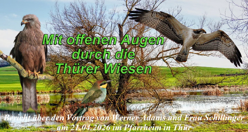 20260421 1024 Vogelwelt Thuerer Wiesen