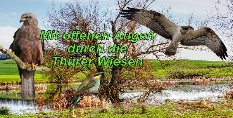 20260421 1024 Vogelwelt Thuerer Wiesen